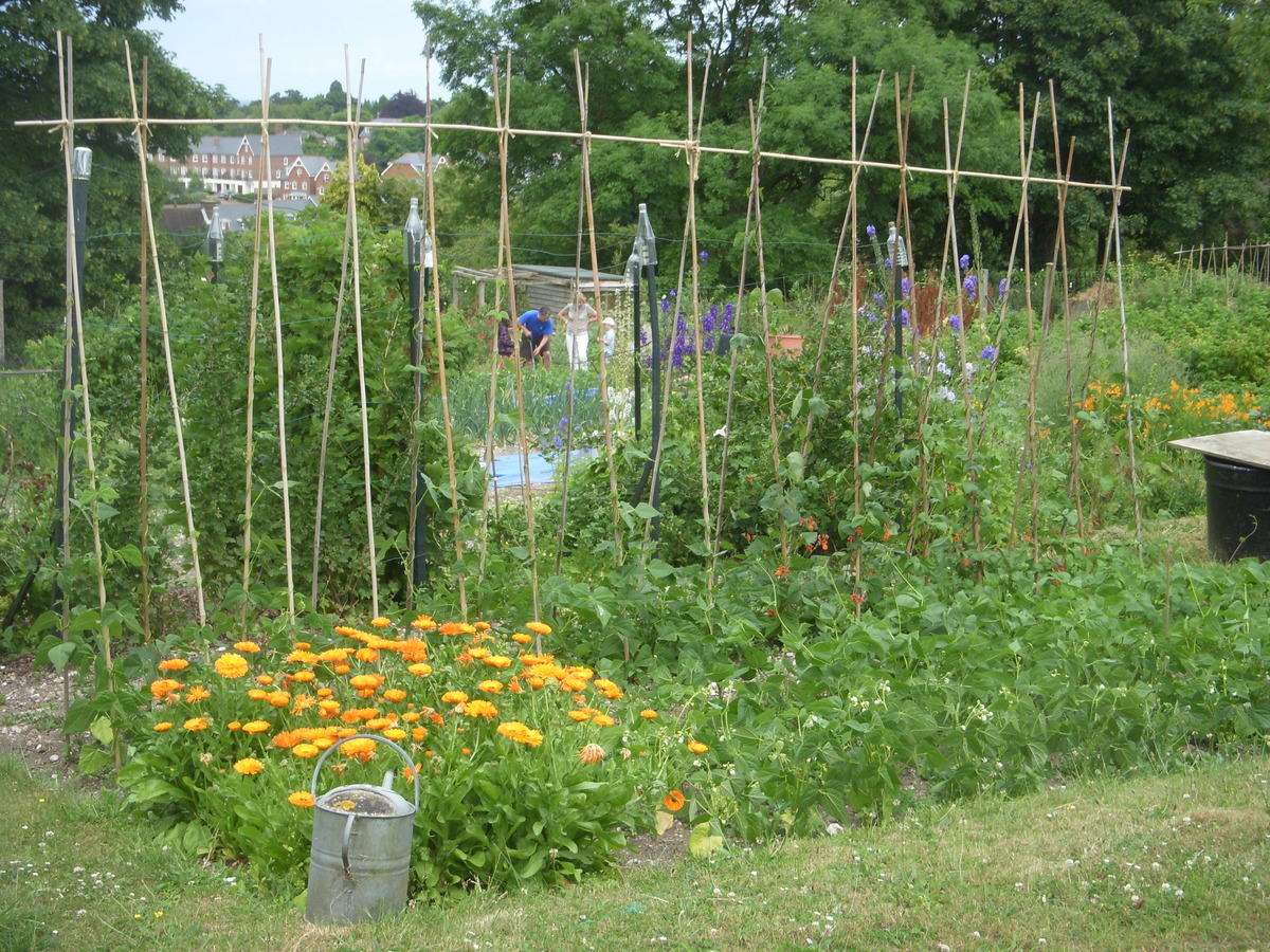 Pewley allotments